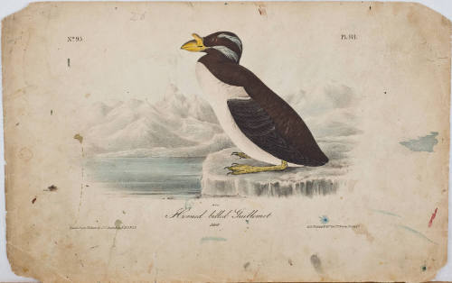 Horned-billed Guillemot