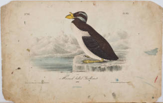Horned-billed Guillemot