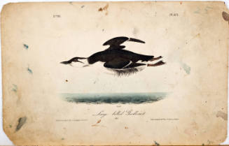 Large-billed Guillemot