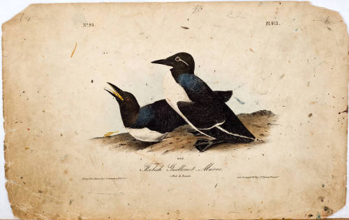 Foolish Guillemot-Murre