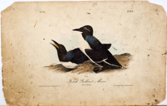 Foolish Guillemot-Murre