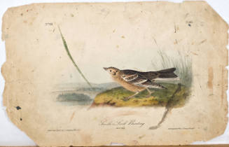 Smith's Lark-Bunting