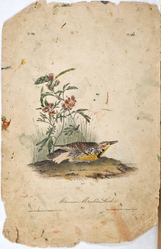 Missouri Meadow Lark