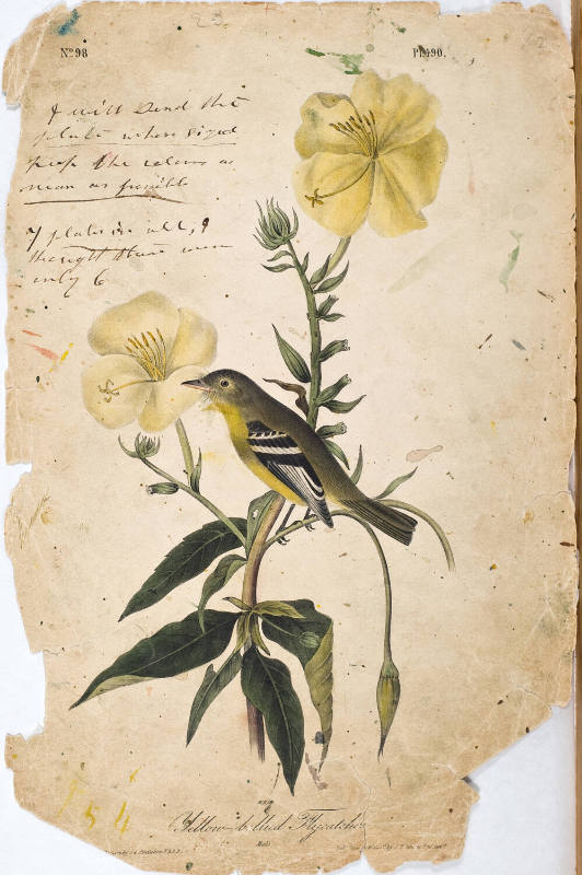 Yellow-bellied Flycatcher