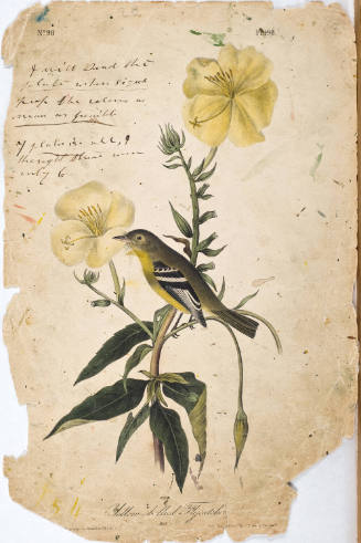Yellow-bellied Flycatcher