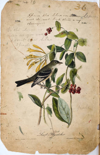 Least Flycatcher
