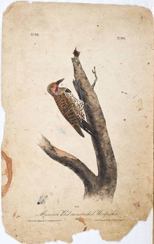 Missouri Red-moustached Woodpecker