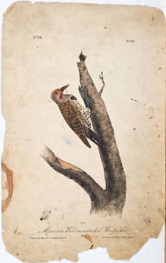 Missouri Red-moustached Woodpecker