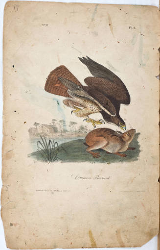 Common Buzzard