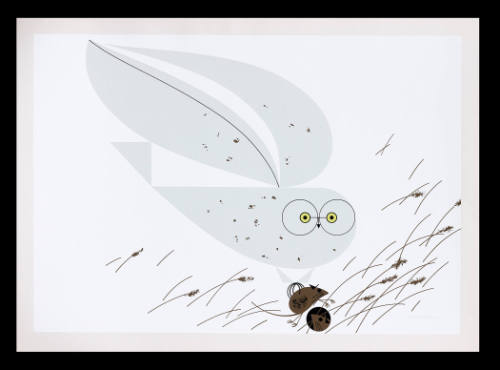 Snowy Owl