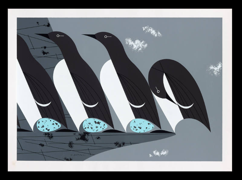 Murres