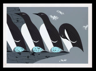 Murres