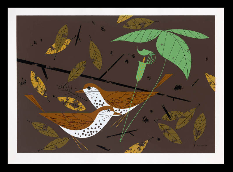 Wood Thrush