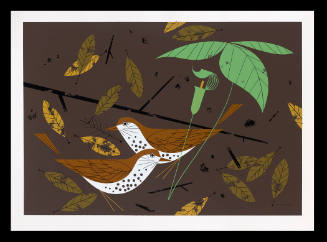 Wood Thrush