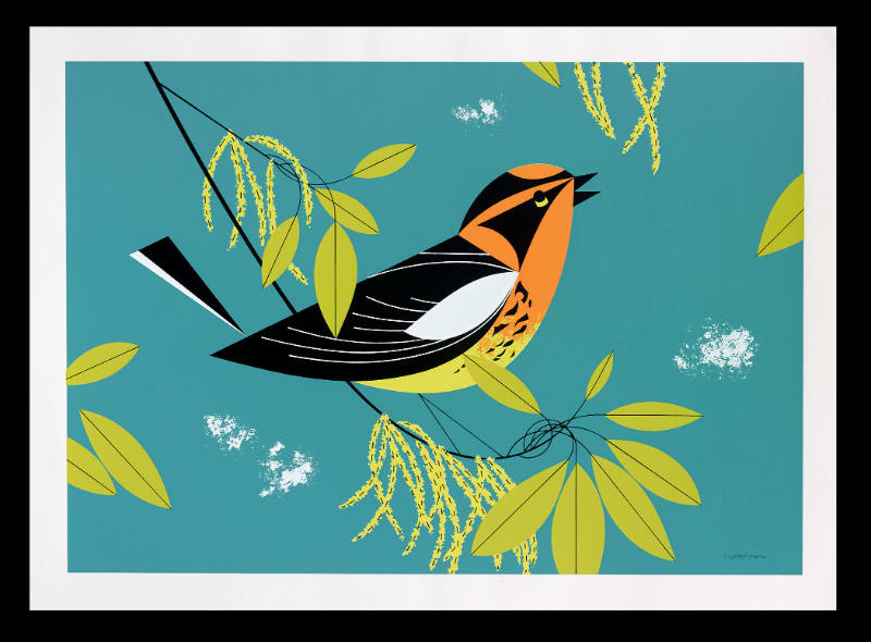 Blackburnian Warbler