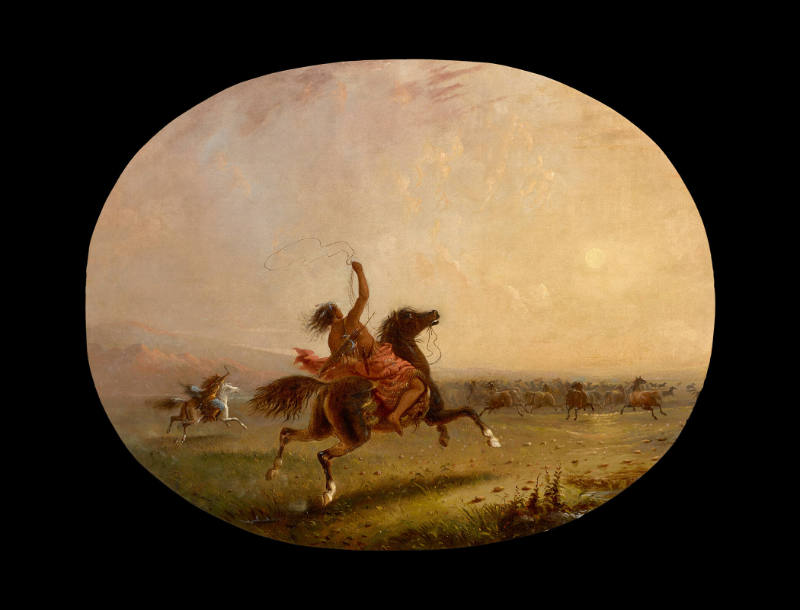 Lassoing Wild Horses