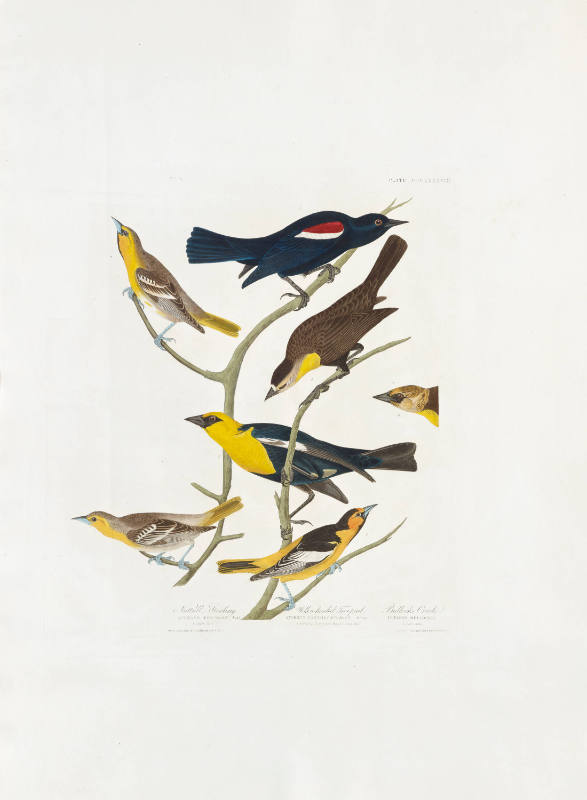 Nuttall's Starling, Yellow-headed Troopial, Bullock's Oriole (composite plate)