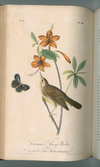 Swainson's Swamp Warbler