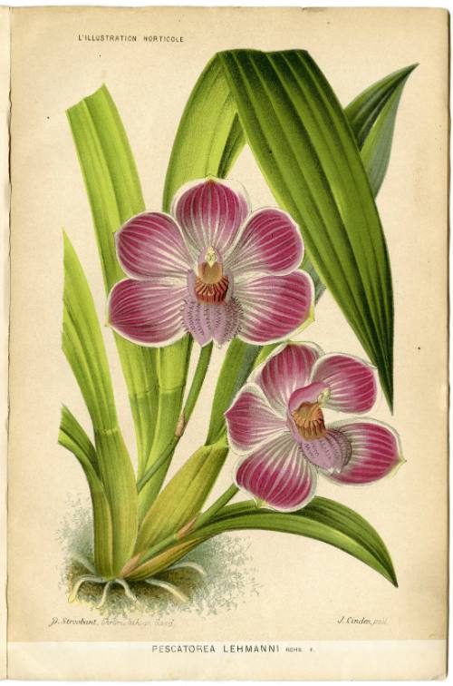 Pescatorea Lehmanni