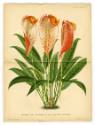 Anthurium Schertzerianum