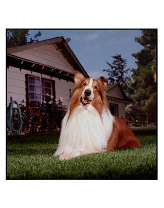 Copyright 1988 Bonnie Schiffman