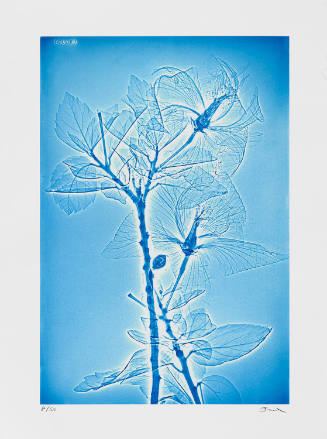 Copyright Sheila Pinkel