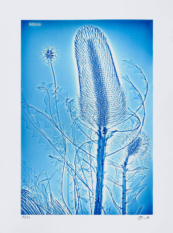 Copyright Sheila Pinkel