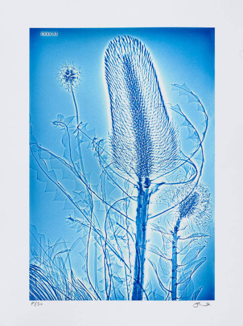 Copyright Sheila Pinkel