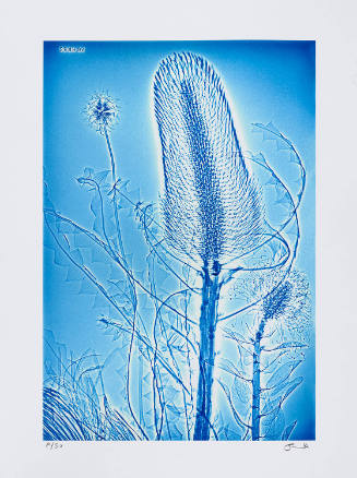 Copyright Sheila Pinkel