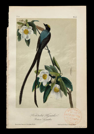 Fork-tailed Flycatcher