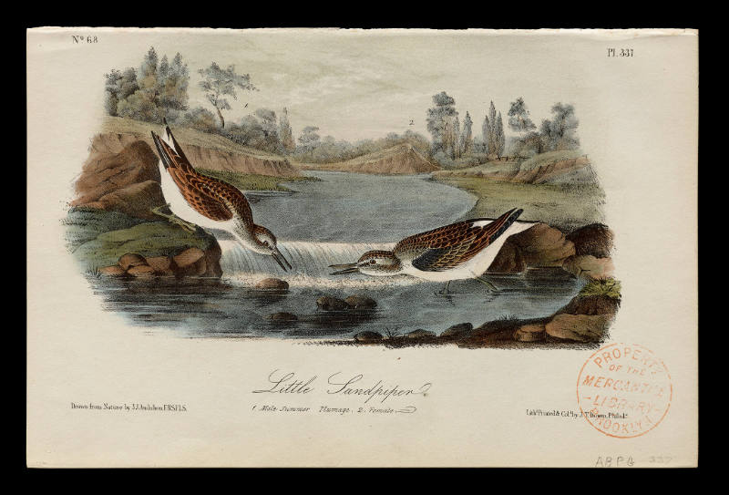 Little Sandpiper