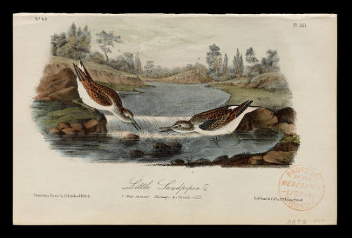 Little Sandpiper