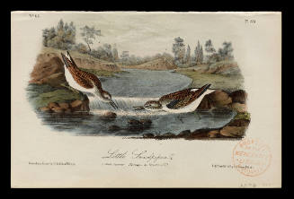 Little Sandpiper