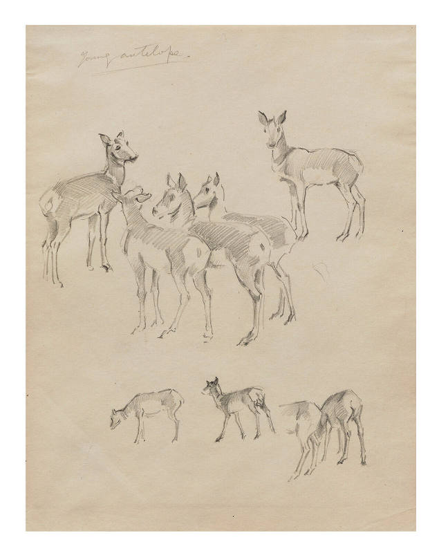 Young Antelope