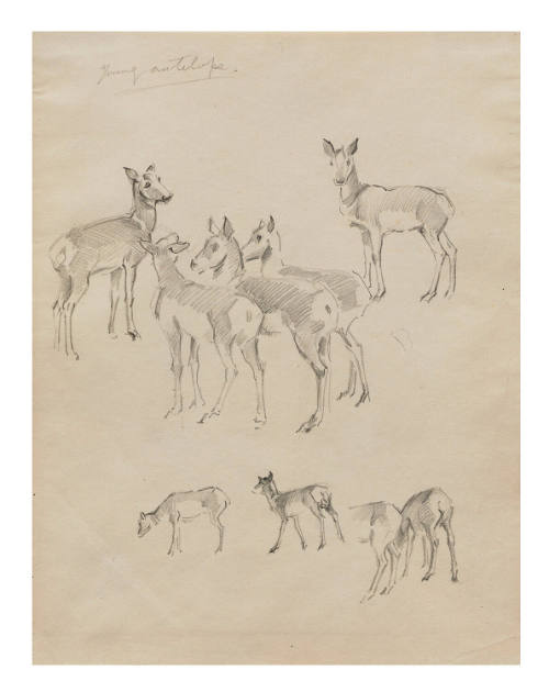 Young Antelope