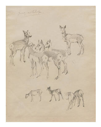 Young Antelope