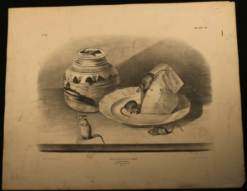 Common Mouse