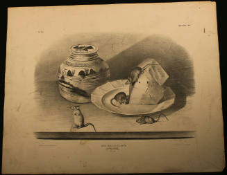 Common Mouse