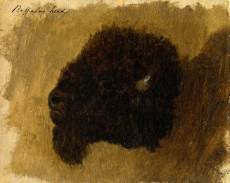 Buffalo Head