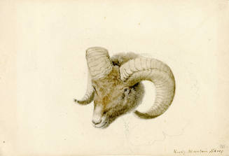 Bighorn Rocky Mountain Ram