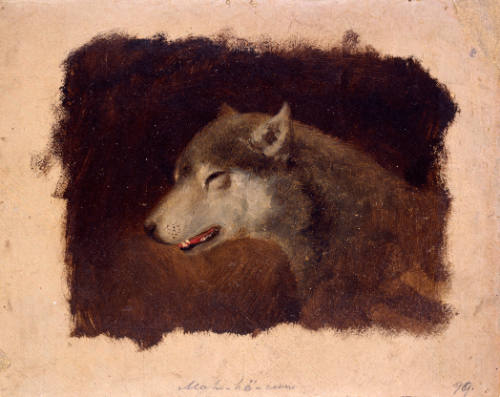Wolf's Head