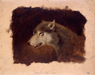 Wolf's Head