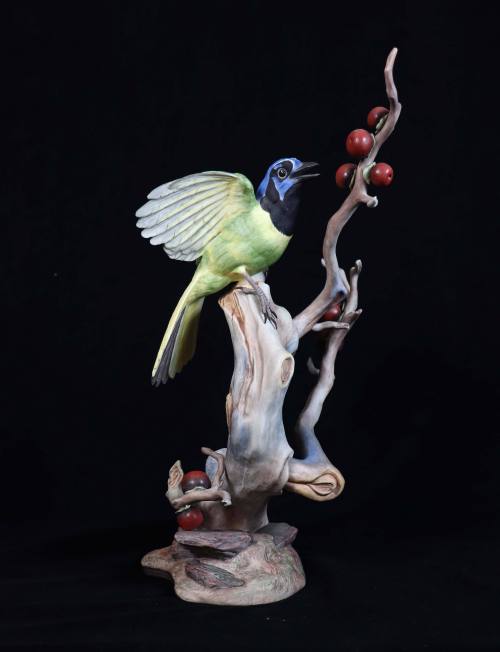 Green Jay with Black Persimmon