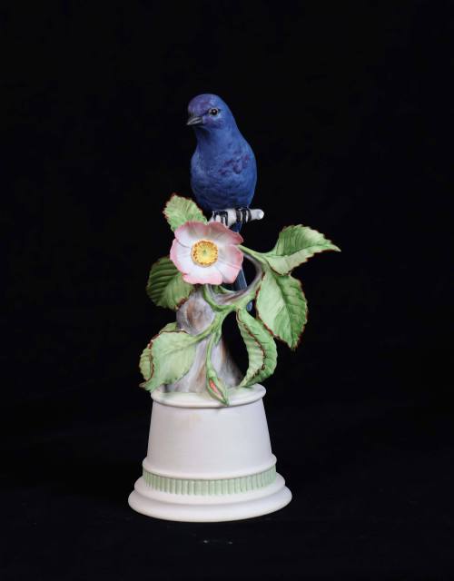 Indigo Bunting on Wild Rose