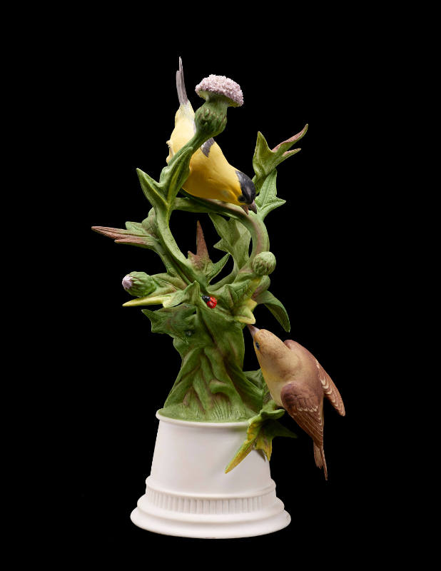 Goldfinches with Scottish Thistle