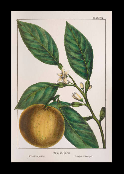 Wild Orange Tree