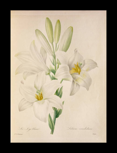 Lilium candidum