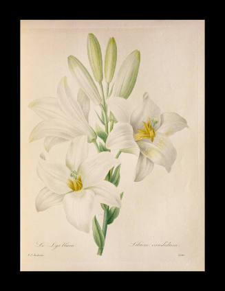Lilium candidum