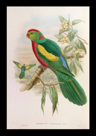 Aprosmictus Insignissimus