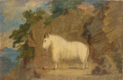 Rocky Mountain Goat